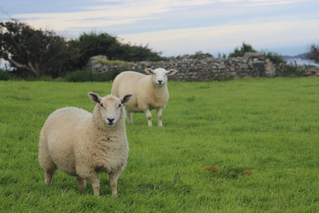 養羊學堂丨冬季，山羊養殖要注意這些事項